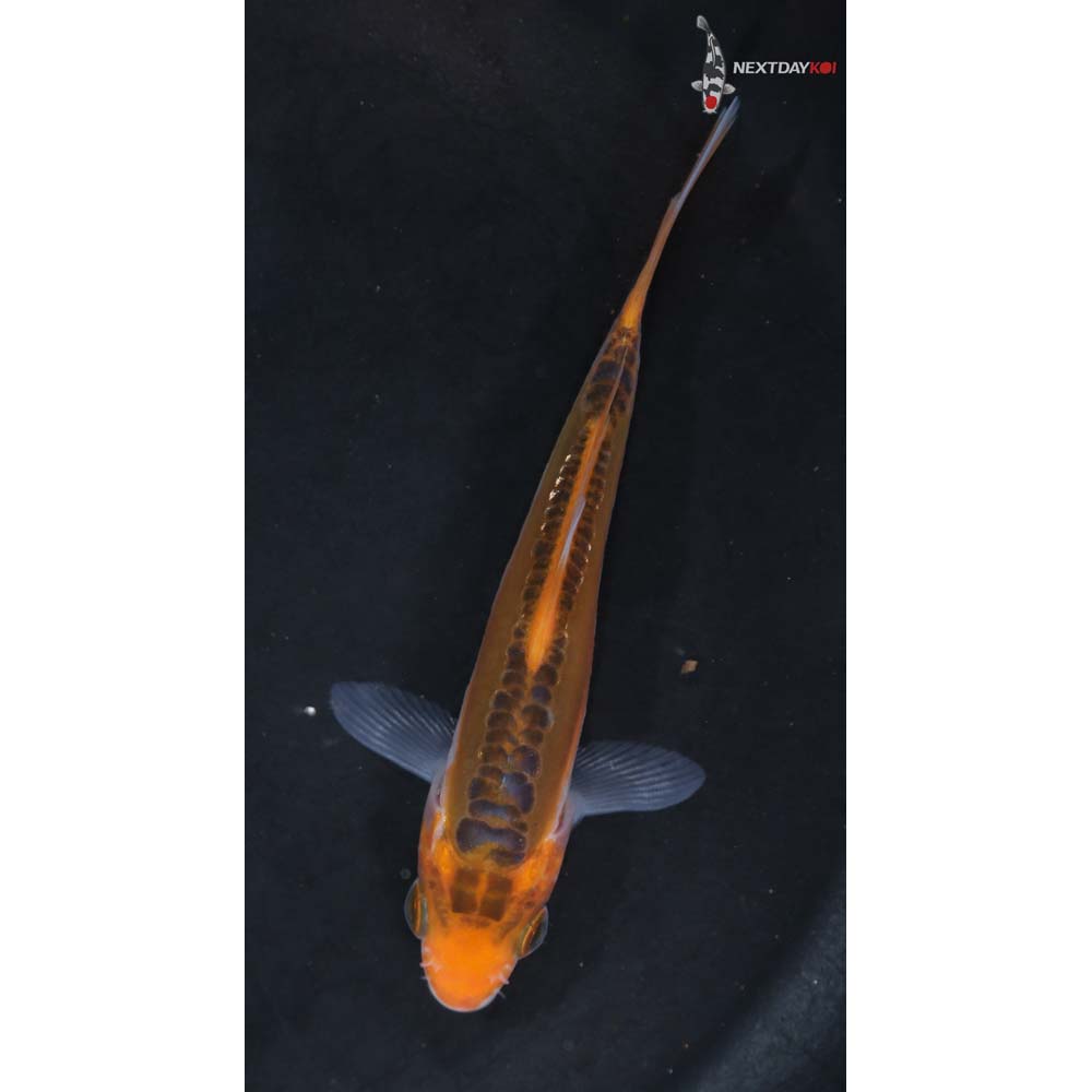 4” Imported Hana Shusui - Image 3