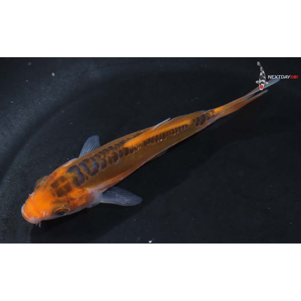 4” Imported Hana Shusui - Image 4