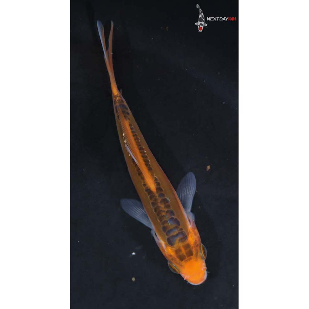 4” Imported Hana Shusui - Image 5