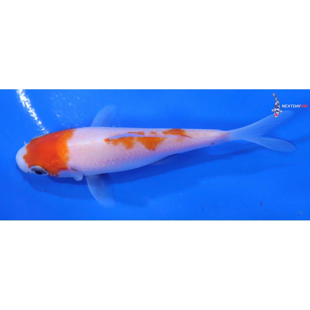 3.5” Imported Kohaku - Image 4