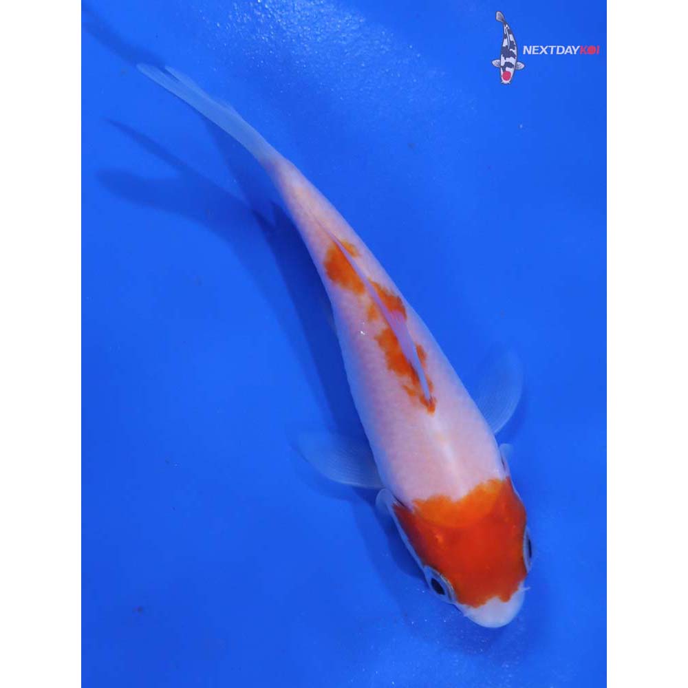 3.5” Imported Kohaku - Image 5