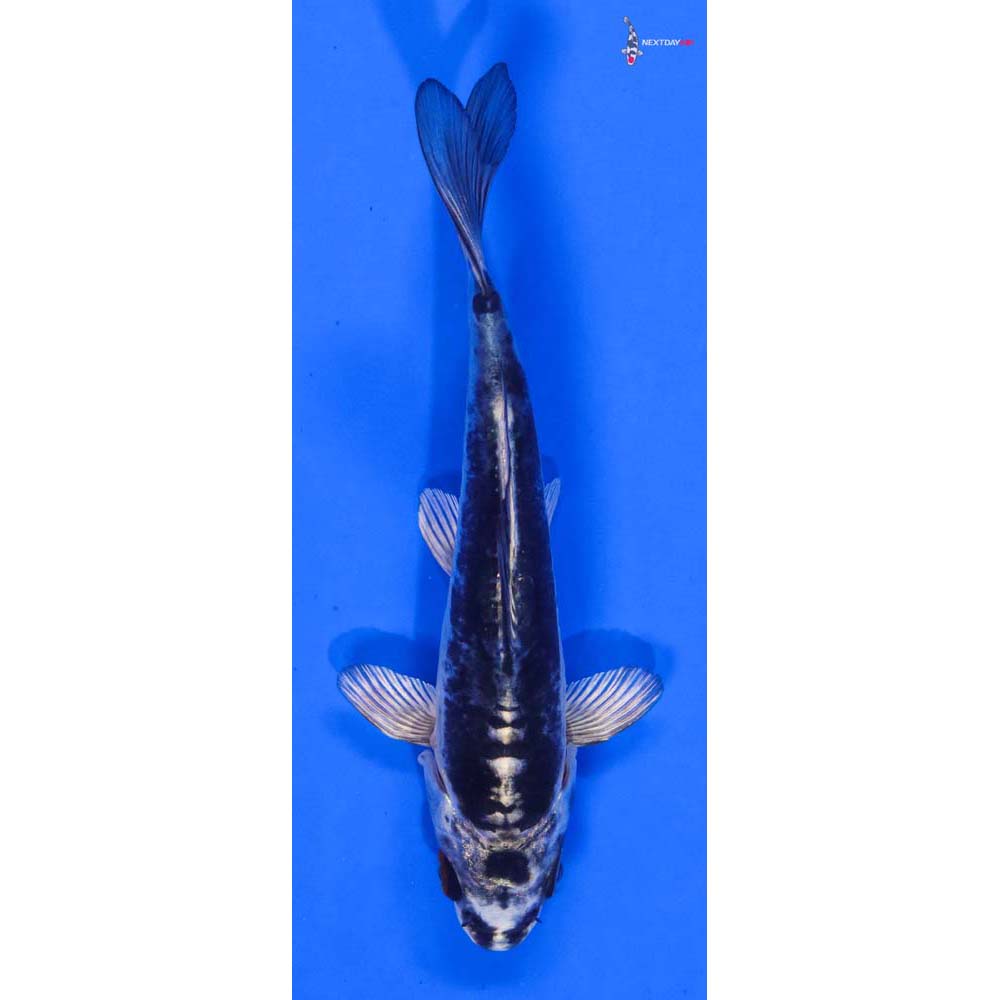 4.5” Imported Kikokuryu