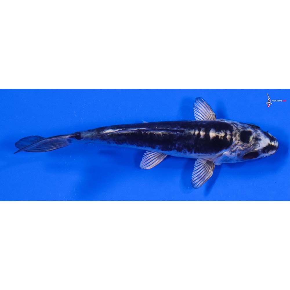 4.5” Imported Kikokuryu - Image 2