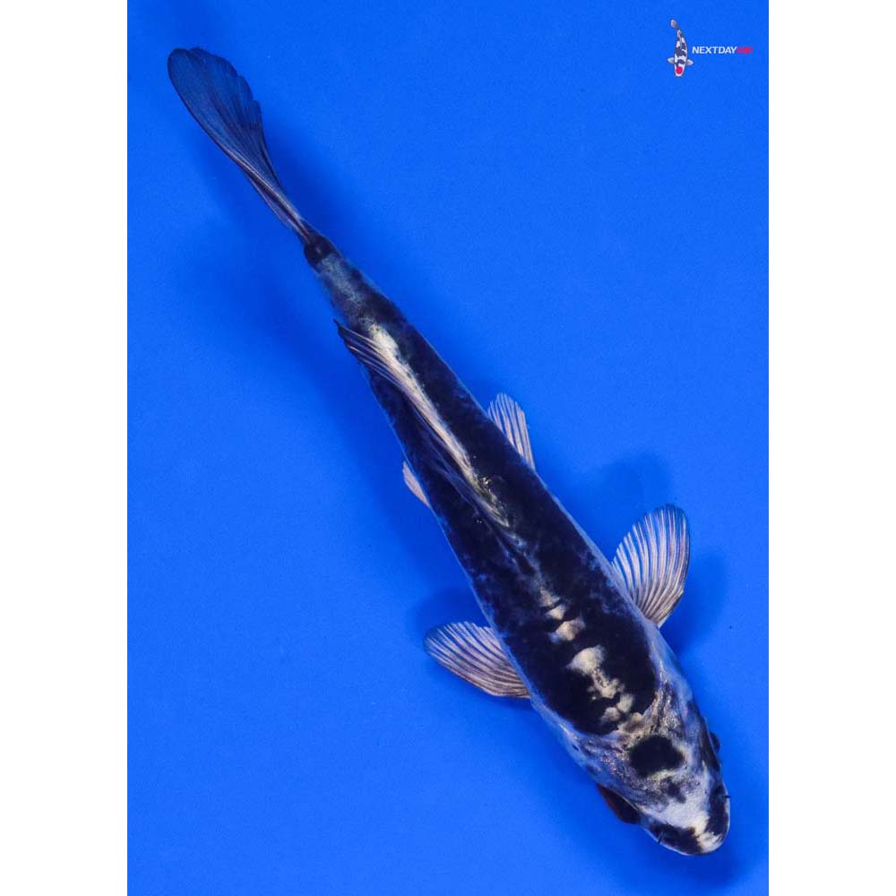 4.5” Imported Kikokuryu - Image 3