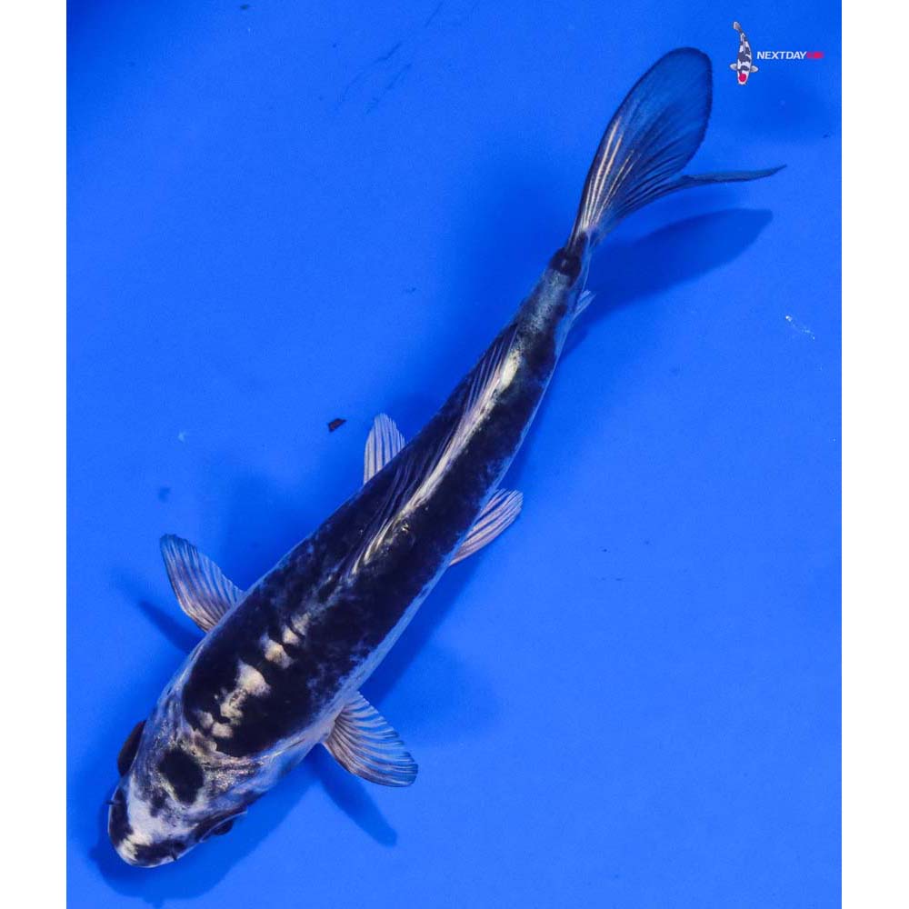 4.5” Imported Kikokuryu - Image 5