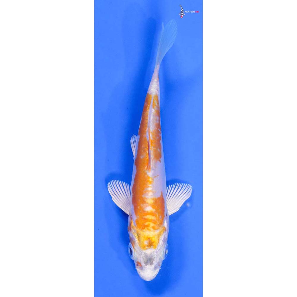 4” Imported Doitsu Lemon Hariwake