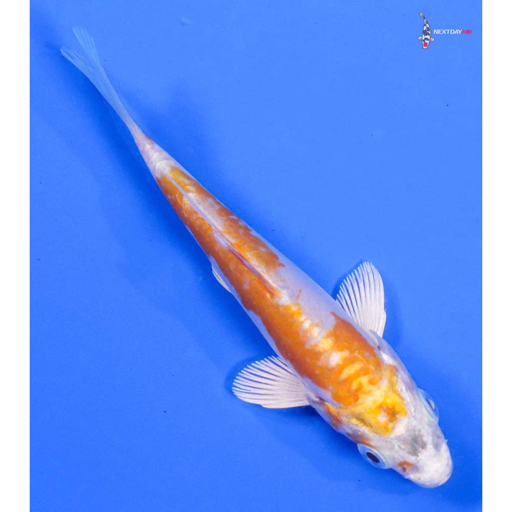 4” Imported Doitsu Lemon Hariwake - Image 3