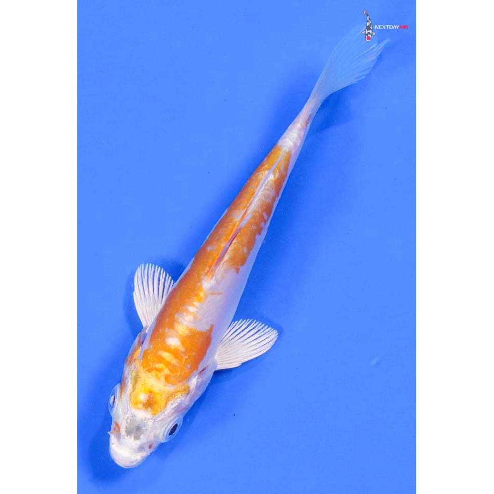 4” Imported Doitsu Lemon Hariwake - Image 5