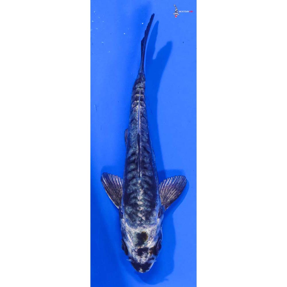 4” Imported Kikokuryu