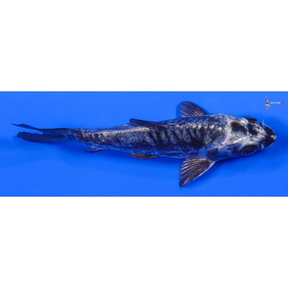 4” Imported Kikokuryu - Image 2