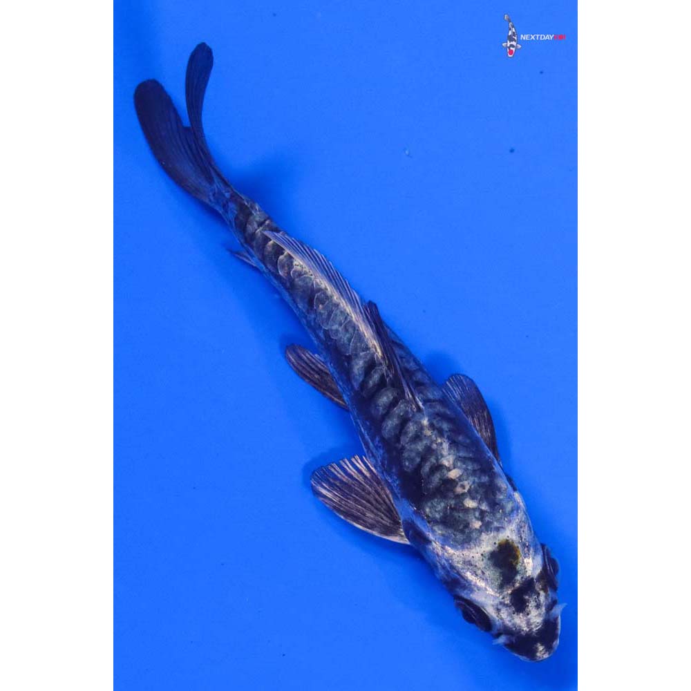 4” Imported Kikokuryu - Image 3