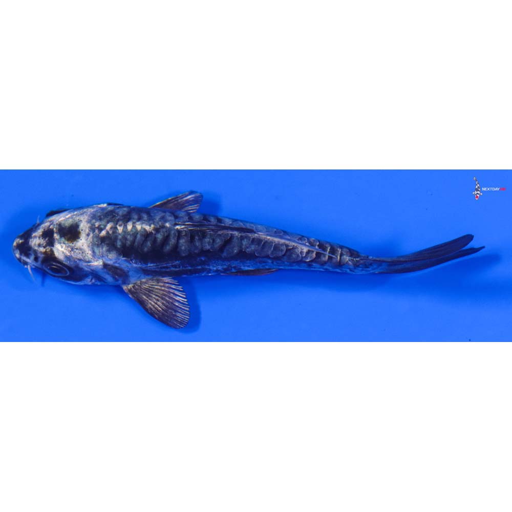 4” Imported Kikokuryu - Image 4