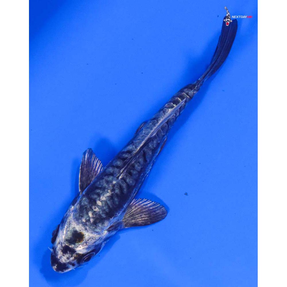 4” Imported Kikokuryu - Image 5