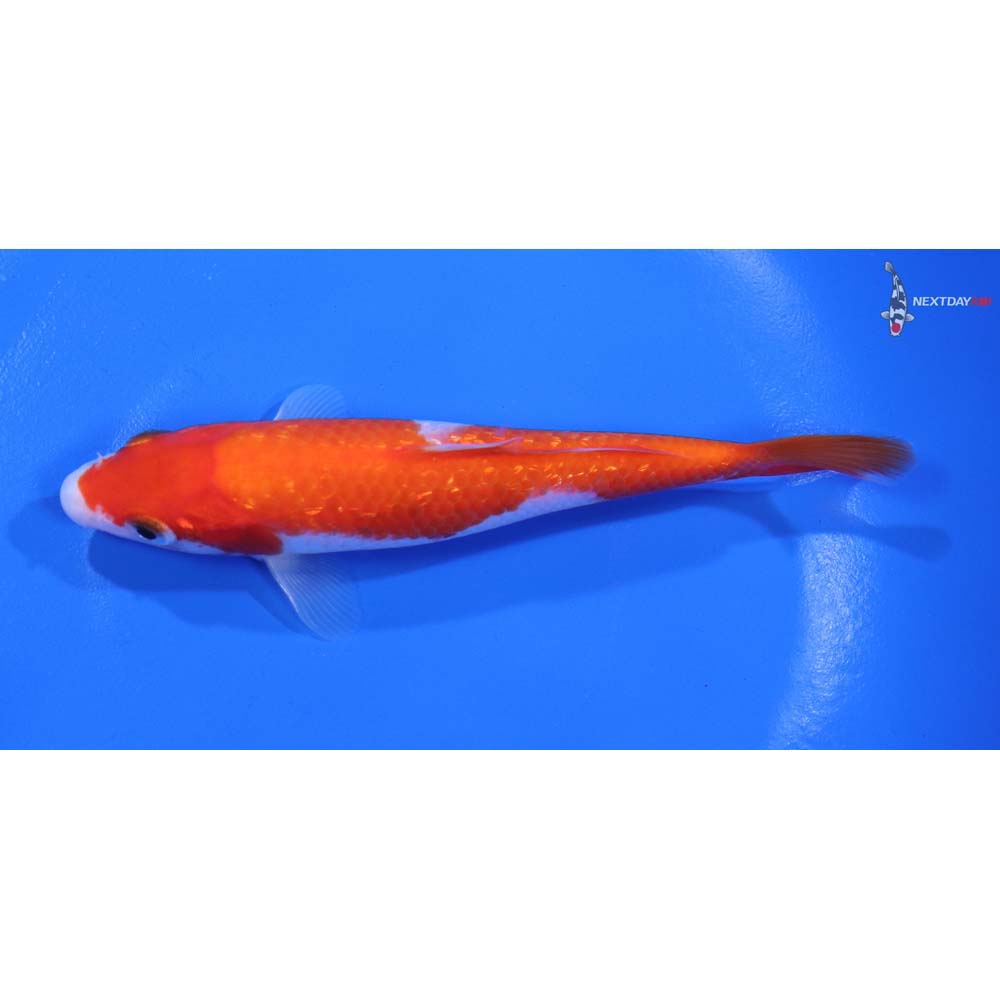 5” Imported Gin Rin Kohaku - Image 4