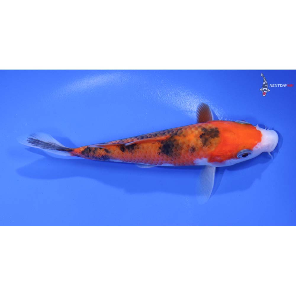 5” Imported Gin Rin Sanke - Image 2