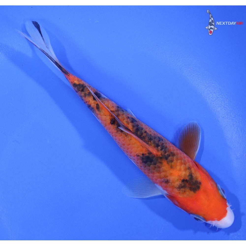 5” Imported Gin Rin Sanke - Image 3