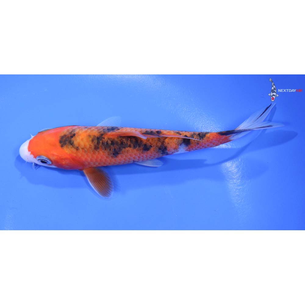 5” Imported Gin Rin Sanke - Image 4