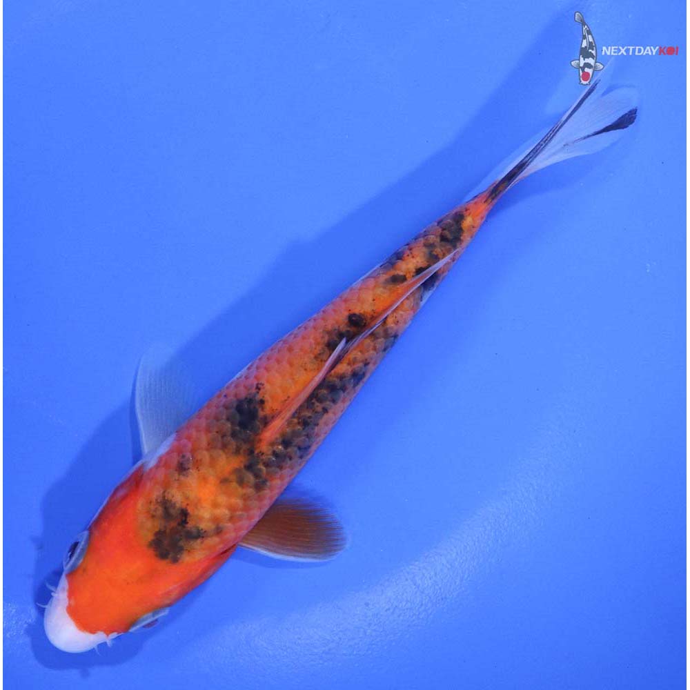 5” Imported Gin Rin Sanke - Image 5