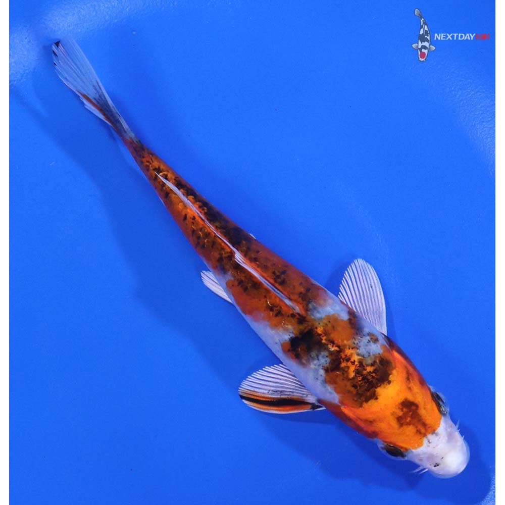 5” Imported Yamato Nishiki - Image 3