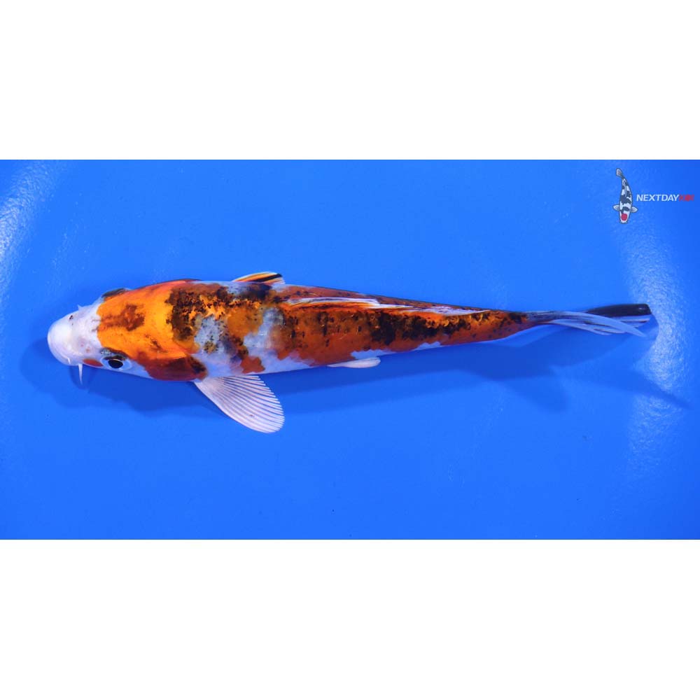 5” Imported Yamato Nishiki - Image 4