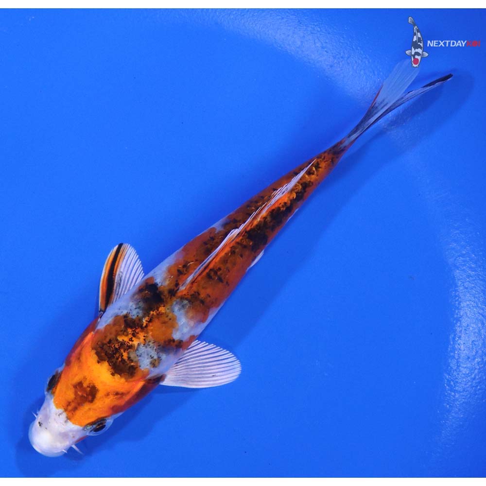 5” Imported Yamato Nishiki - Image 5