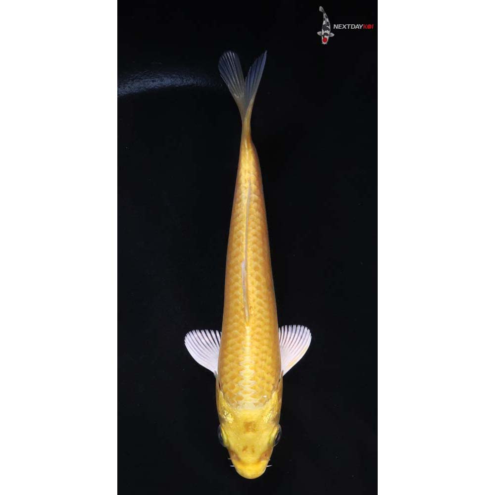 6” Imported Yamabuki Ogon