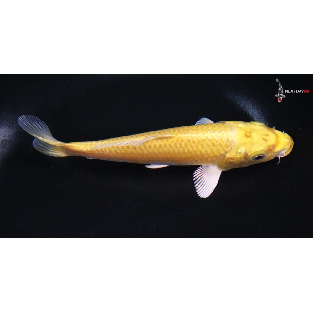 6” Imported Yamabuki Ogon - Image 2