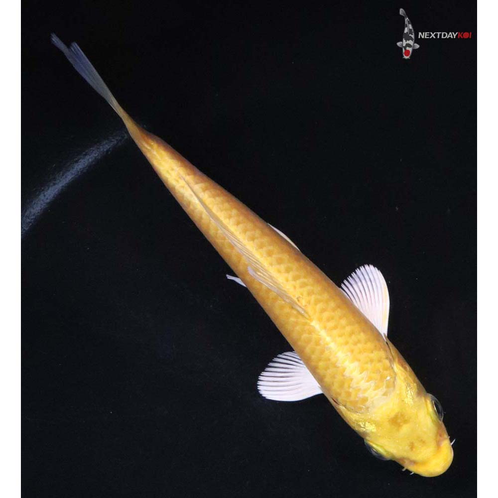 6” Imported Yamabuki Ogon - Image 3