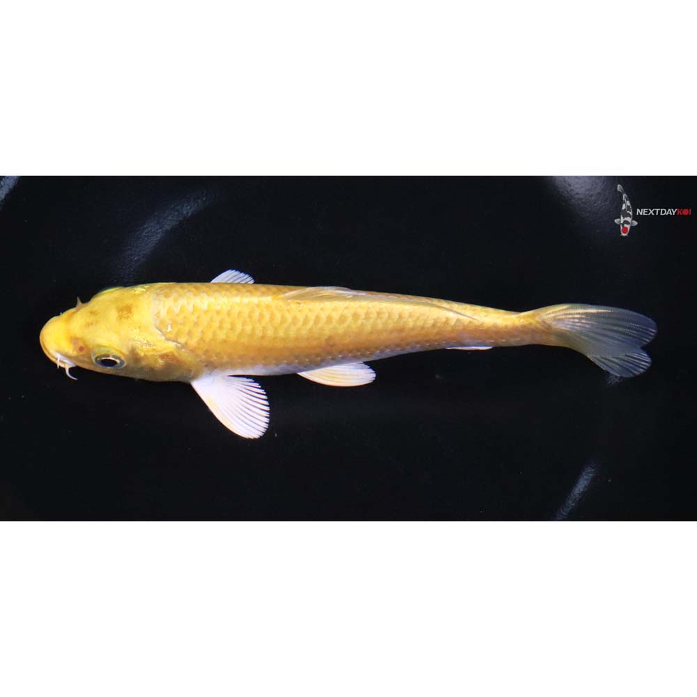 6” Imported Yamabuki Ogon - Image 4