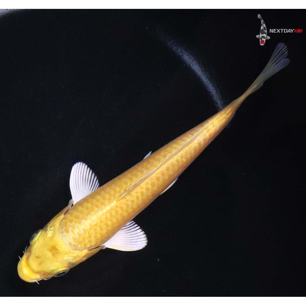 6” Imported Yamabuki Ogon - Image 5