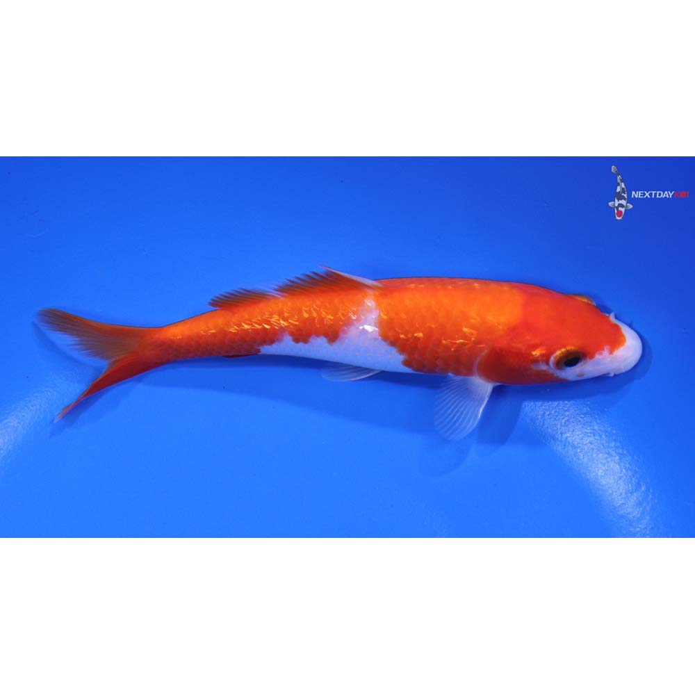 5” Imported Gin Rin Kohaku - Image 2