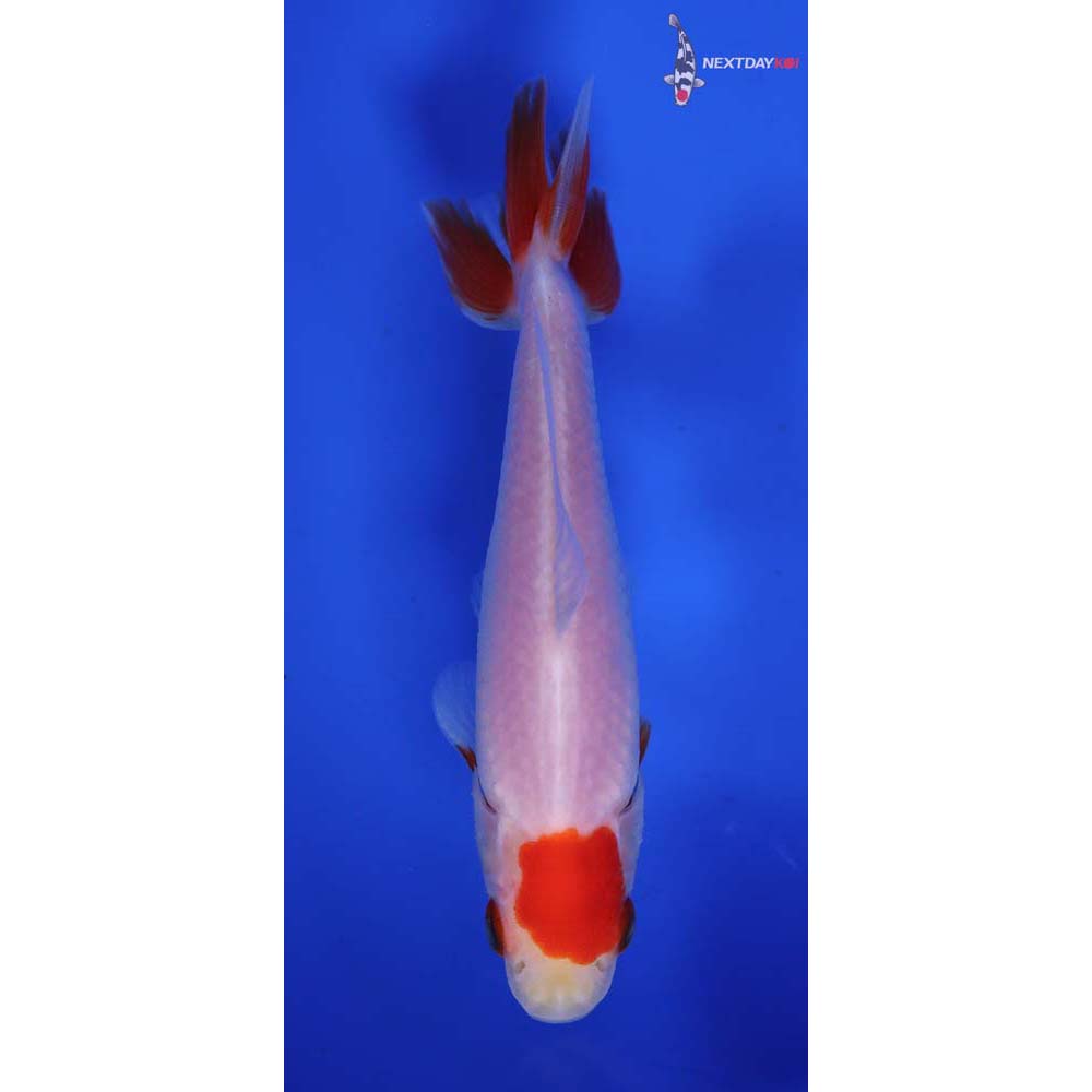 4” Imported Male Red and White Wakin