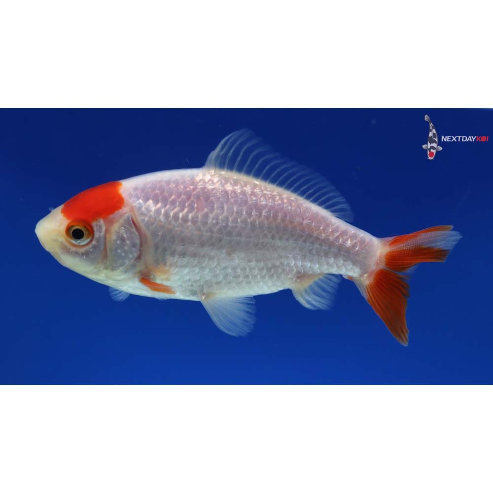 4” Imported Male Red and White Wakin - Image 2