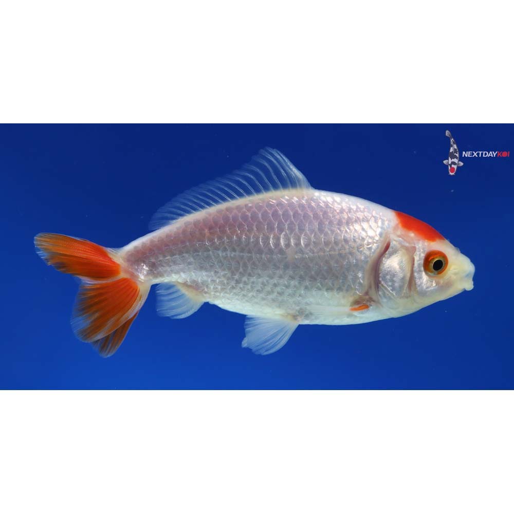 4” Imported Male Red and White Wakin - Image 3