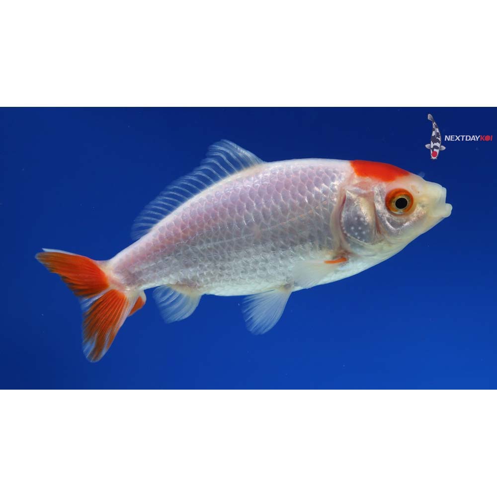 4” Imported Male Red and White Wakin - Image 5