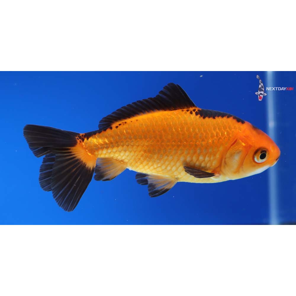 4” Imported Red and Black Wakin - Image 2