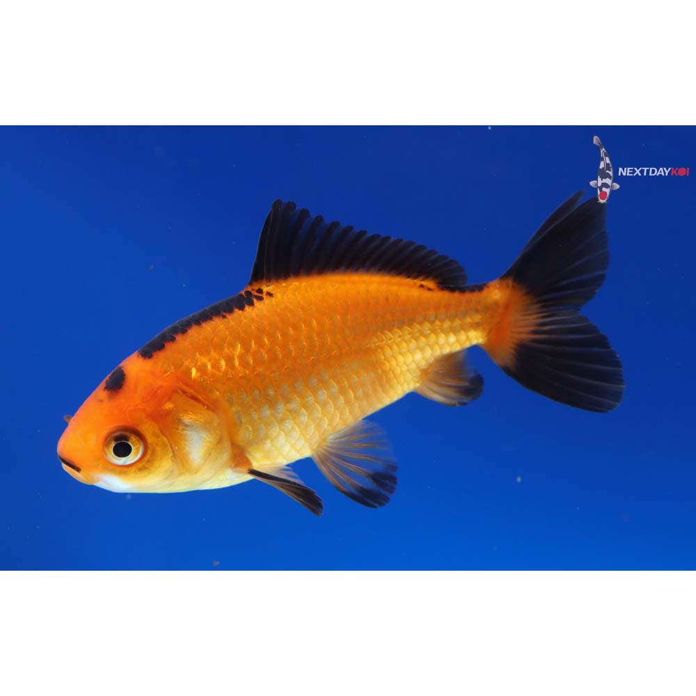 4” Imported Red and Black Wakin - Image 3