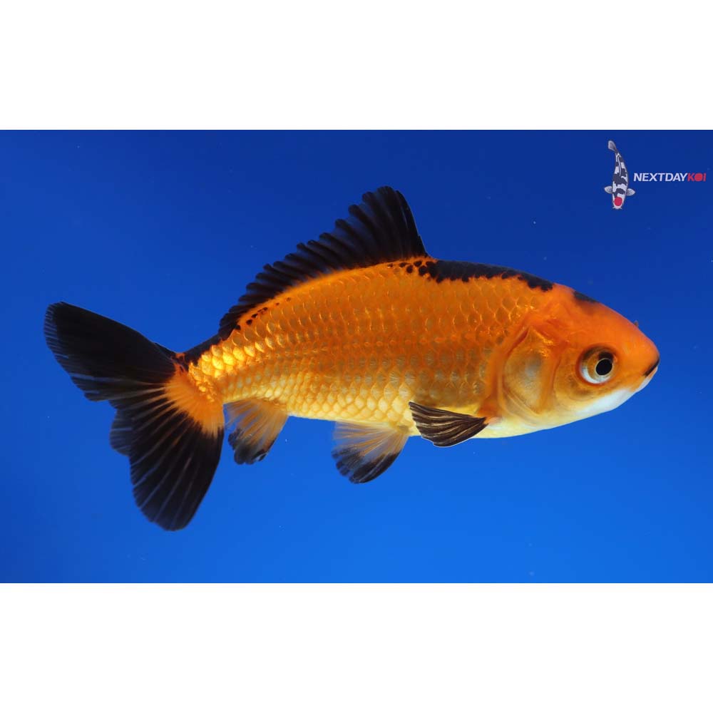 4” Imported Red and Black Wakin - Image 4