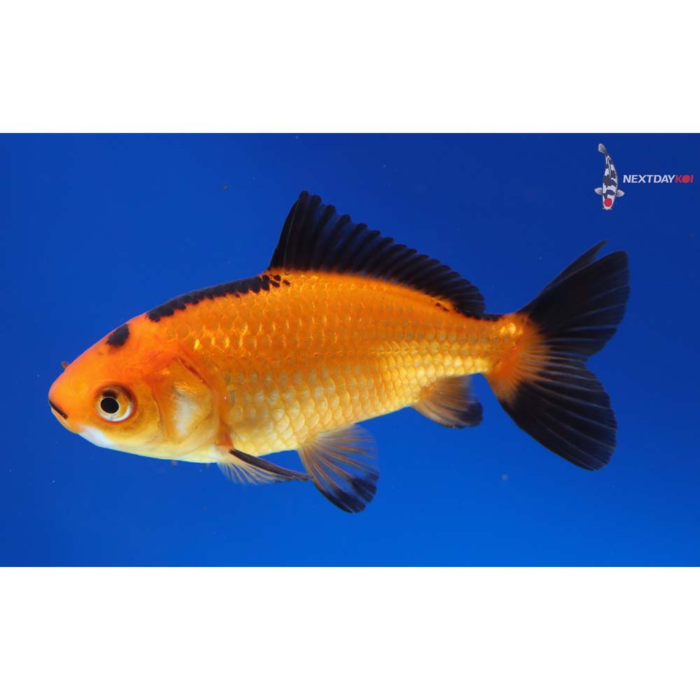 4” Imported Red and Black Wakin - Image 5