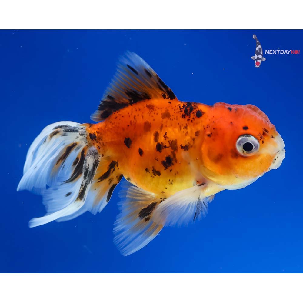 3” Imported Male Calico Oranda