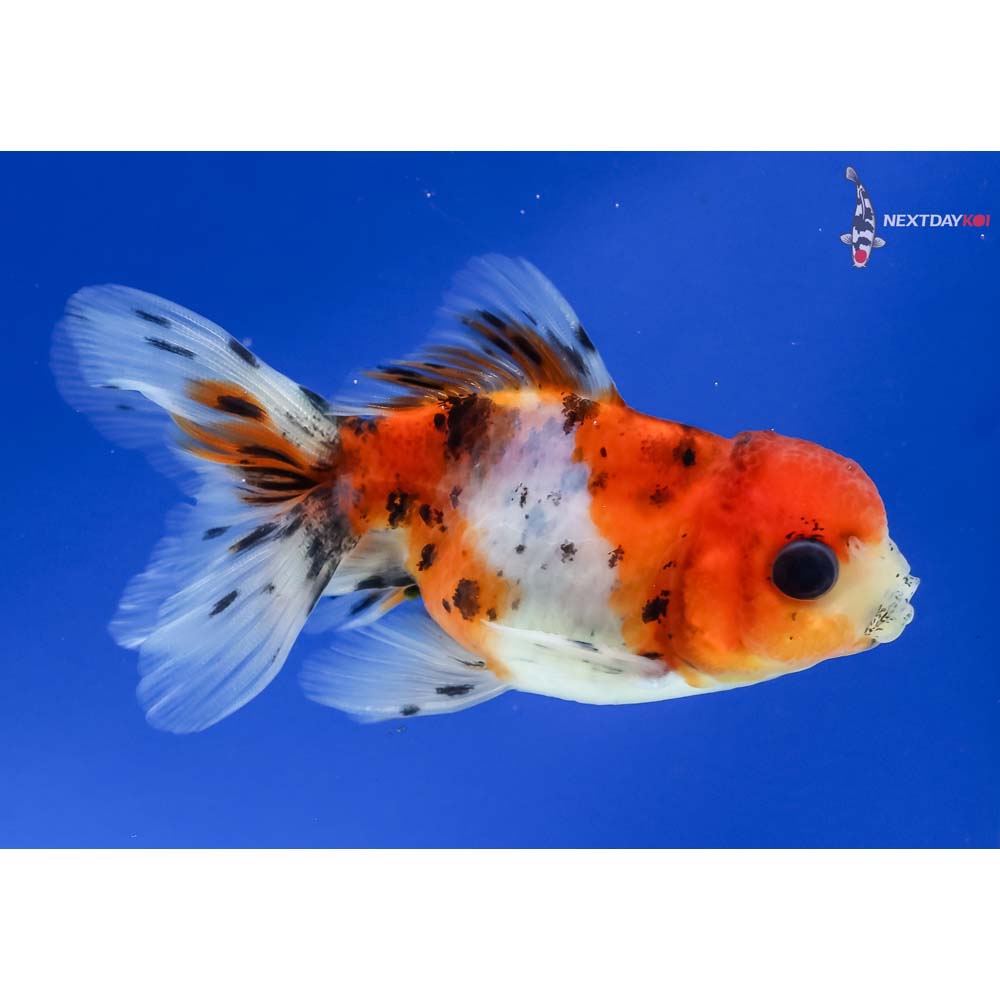 3” Imported Male Calico Oranda