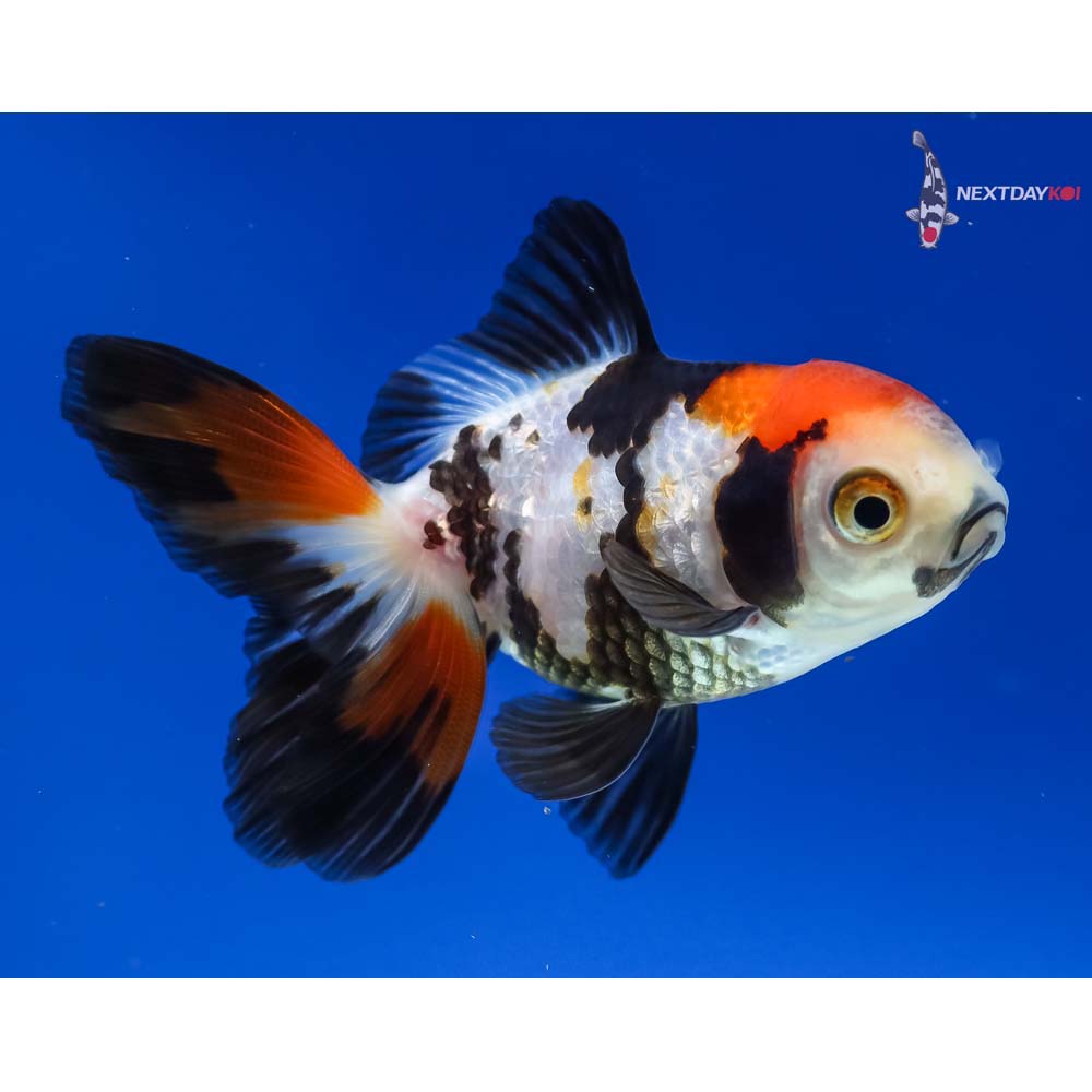 3” Imported Tri Color Oranda