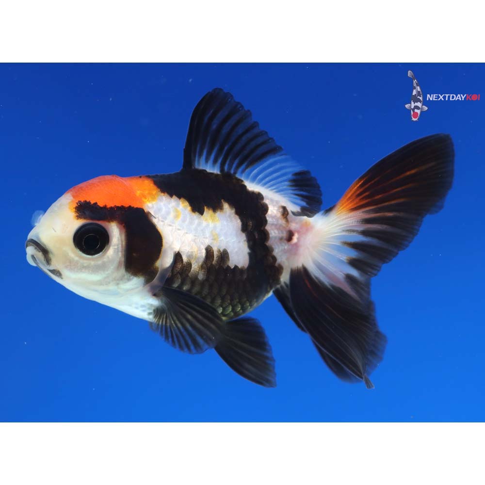 3” Imported Tri Color Oranda - Image 2