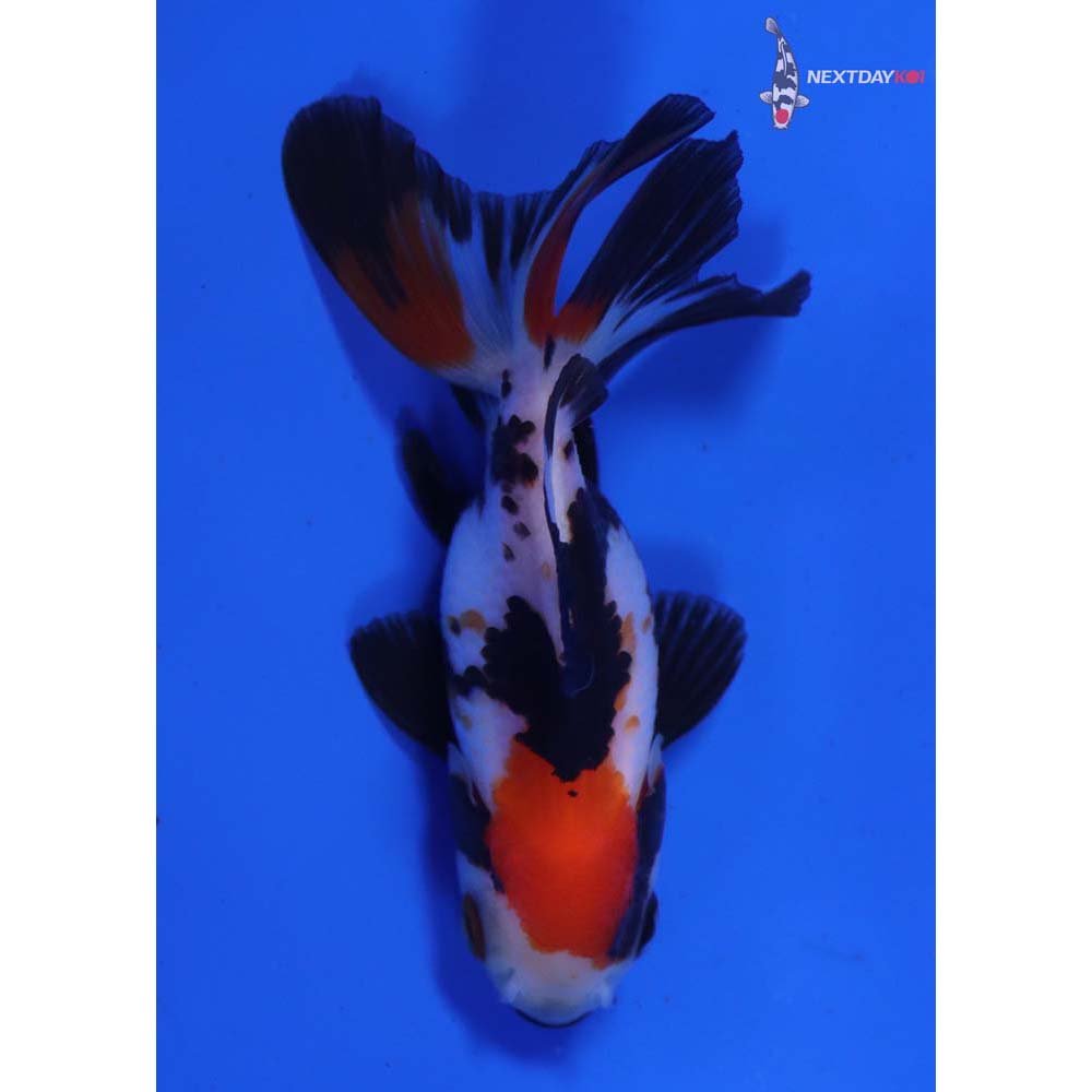 3” Imported Tri Color Oranda - Image 3