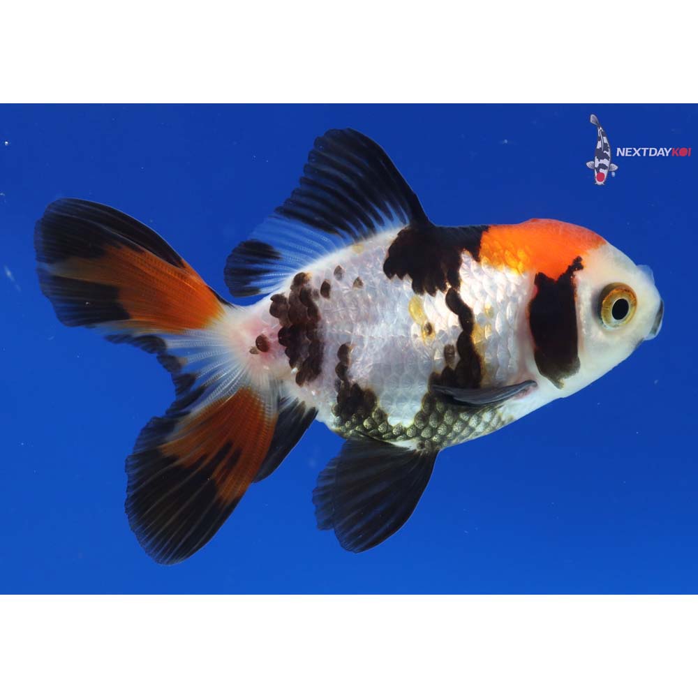 3” Imported Tri Color Oranda - Image 4