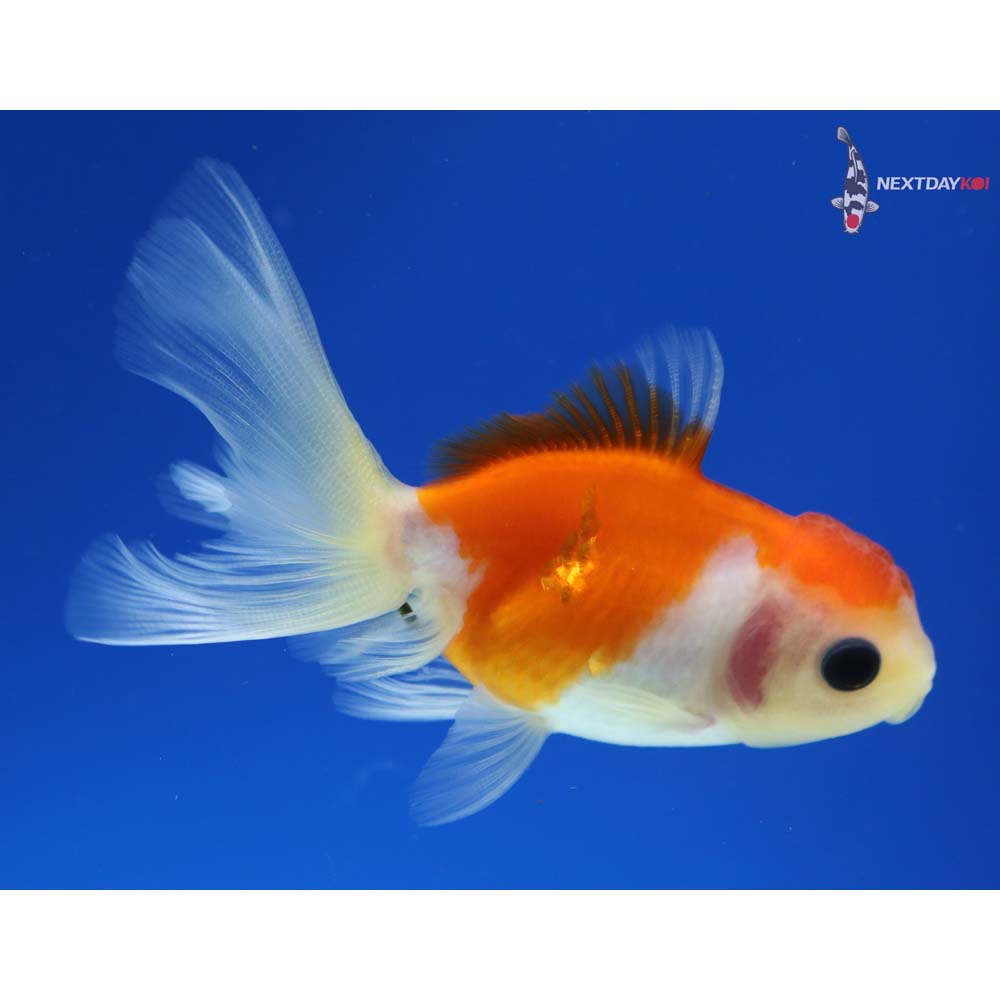 3.5” Imported Red and White Oranda
