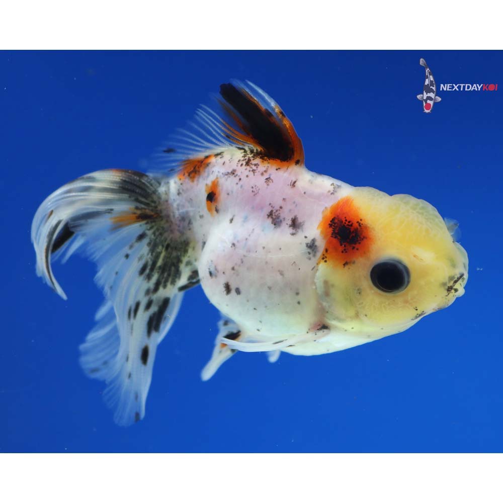 3.5” Imported Male Calico Oranda