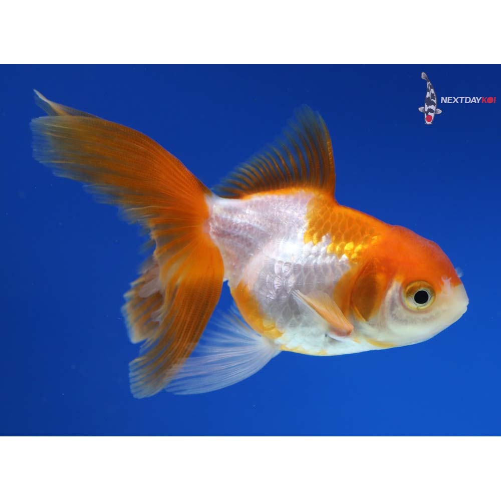 3.5” Imported Red and White Oranda