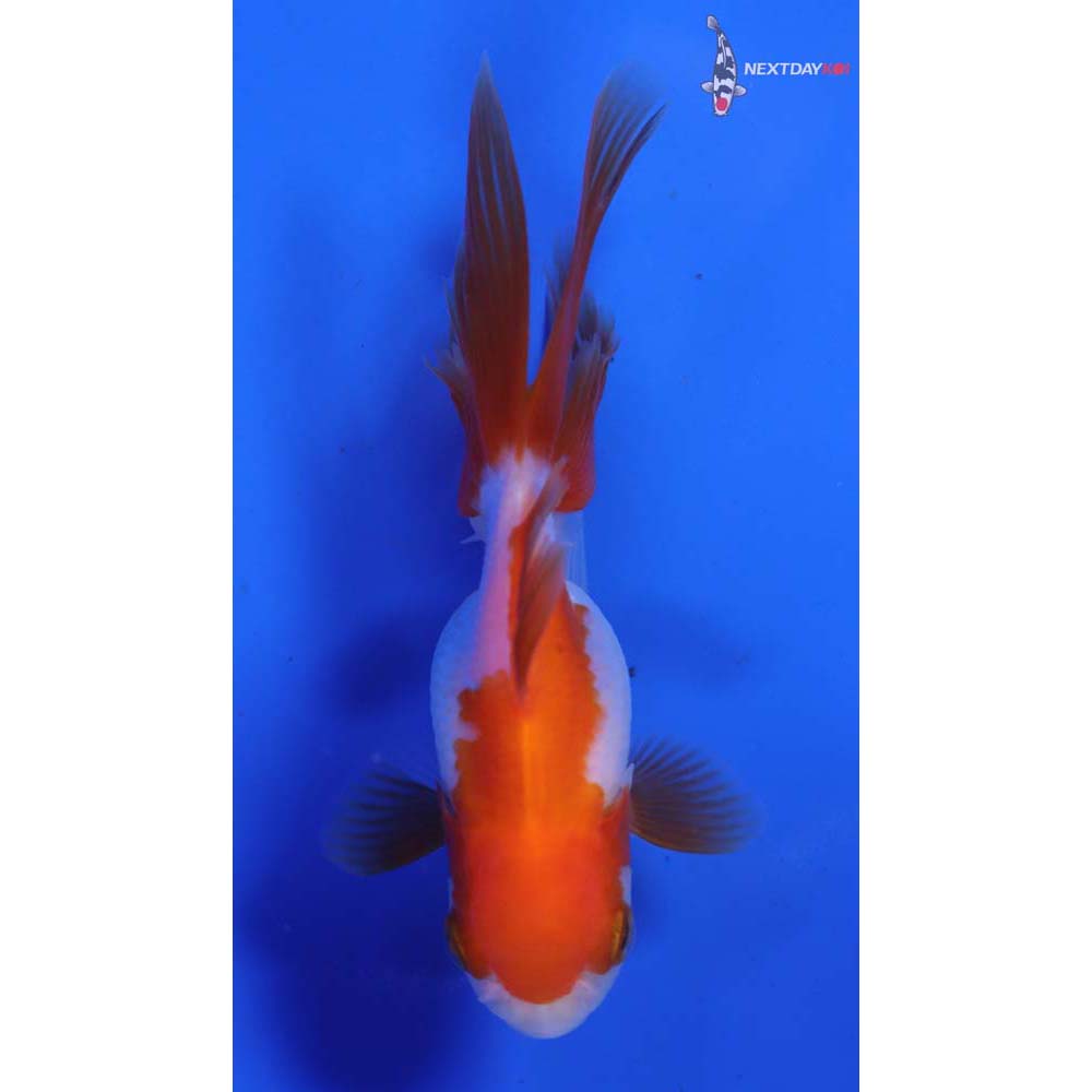3.5” Imported Red and White Oranda - Image 3