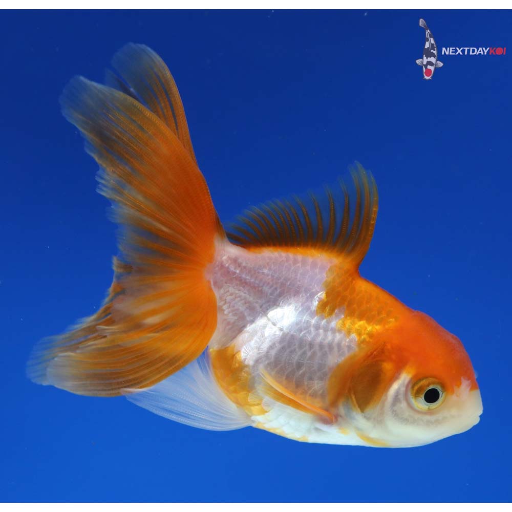 3.5” Imported Red and White Oranda - Image 4